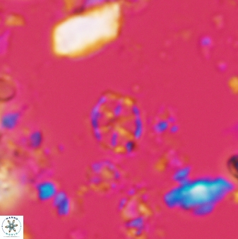 Corollithion exiguum 760