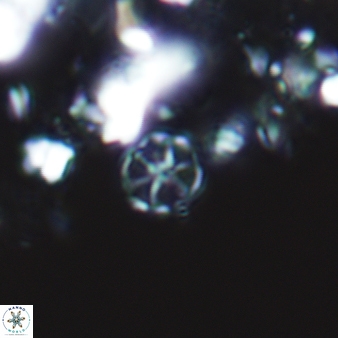 Corollithion exiguum 761