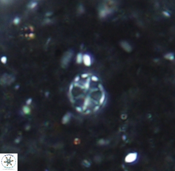 Corollithion exiguum 1110