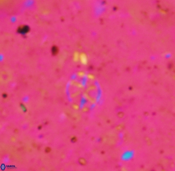 Corollithion exiguum 1111