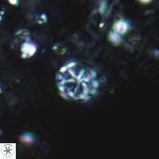 Corollithion exiguum 12