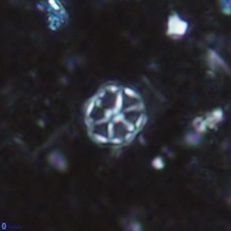 Corollithion exiguum 1496