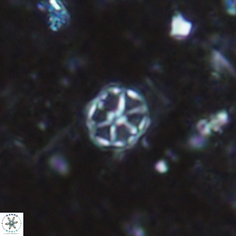 Corollithion exiguum 1496