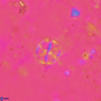 Corollithion exiguum 1497