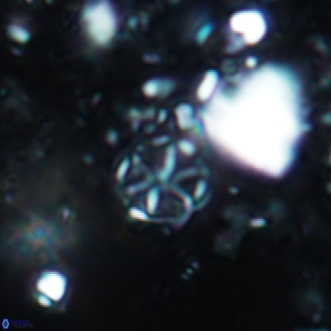 Corollithion exiguum 18