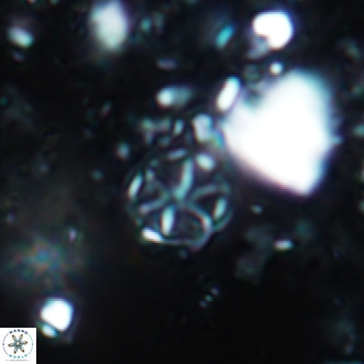 Corollithion exiguum 18
