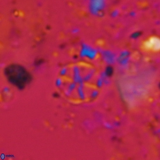 Corollithion exiguum 19