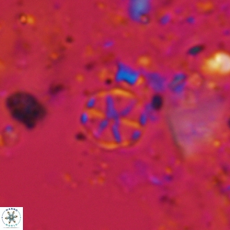 Corollithion exiguum 19
