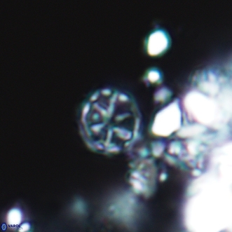 Corollithion exiguum 20