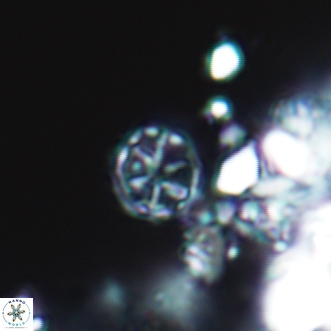 Corollithion exiguum 20