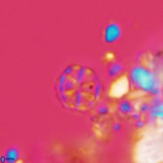 Corollithion exiguum 21