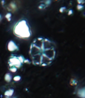 Corollithion exiguum 22