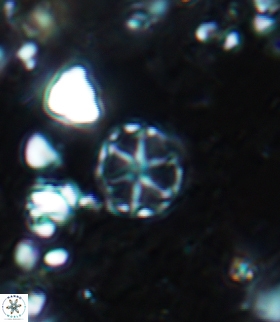 Corollithion exiguum 22