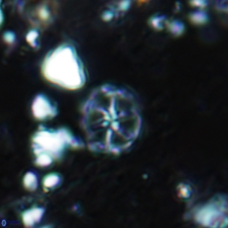 Corollithion exiguum 23