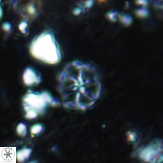 Corollithion exiguum 23