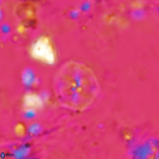 Corollithion exiguum 24