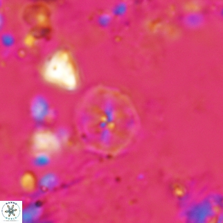 Corollithion exiguum 24