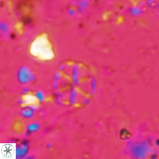 Corollithion exiguum 25