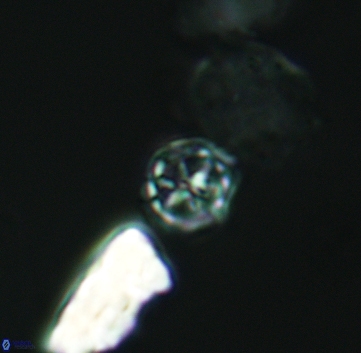 Corollithion exiguum 3216