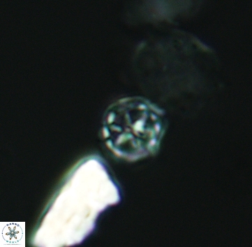 Corollithion exiguum 3216