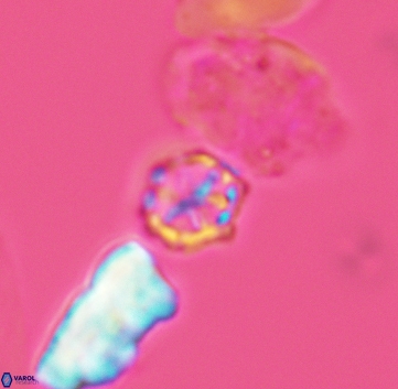 Corollithion exiguum 3217