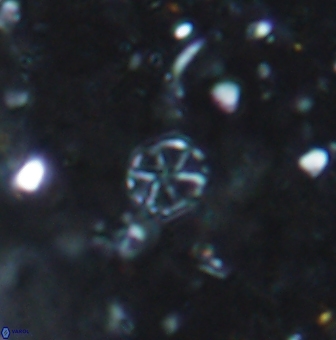 Corollithion exiguum 1188