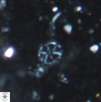 Corollithion exiguum 1188