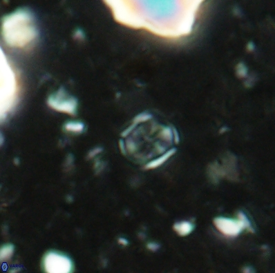 Corollithion karegae 4417