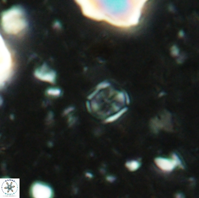 Corollithion karegae 4417