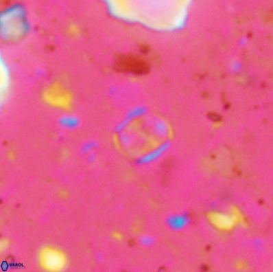 Corollithion karegae 4418