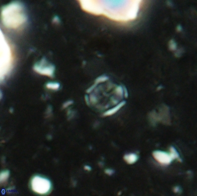 Corollithion karegae 4419