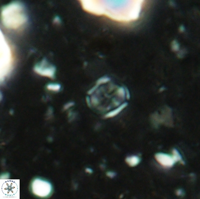 Corollithion karegae 4419