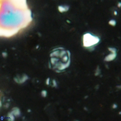 Corollithion karegae 4420