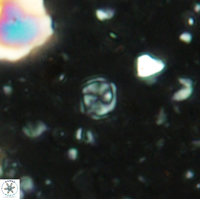 Corollithion karegae 4420