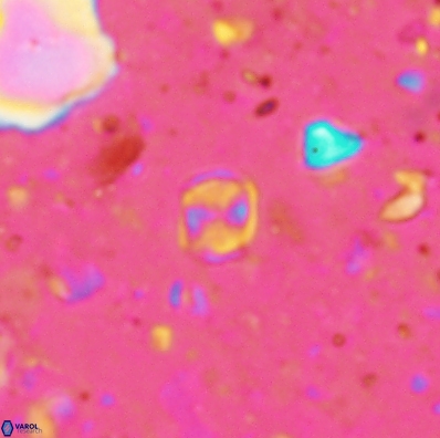 Corollithion karegae 4421