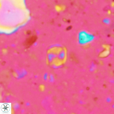 Corollithion karegae 4421