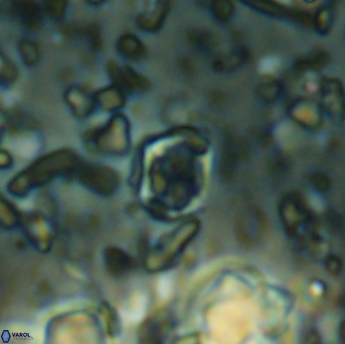 Corollithion karegae 6284