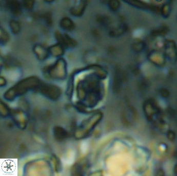 Corollithion karegae 6284