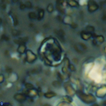 Corollithion karegae 6285