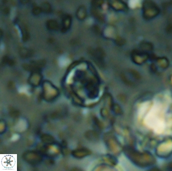 Corollithion karegae 6285
