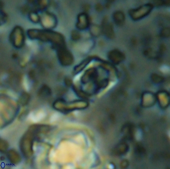 Corollithion karegae 6286