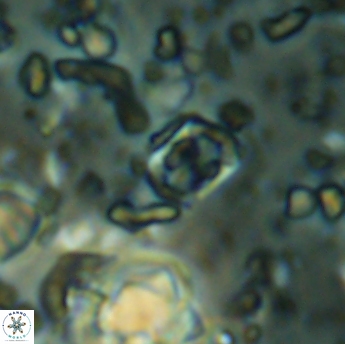 Corollithion karegae 6286