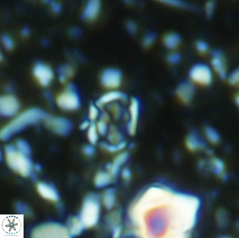 Corollithion karegae 6282