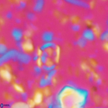 Corollithion karegae 6283