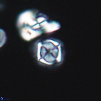 Corollithion kennedyi 12411