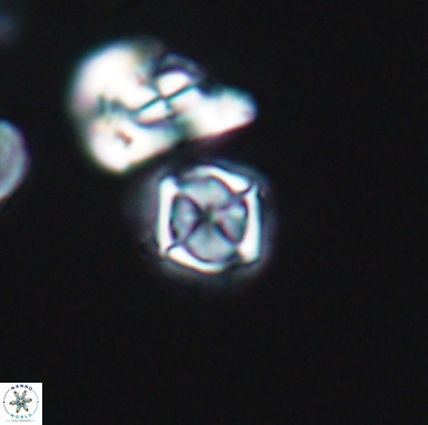 Corollithion kennedyi 12411