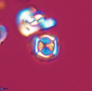 Corollithion kennedyi 12412