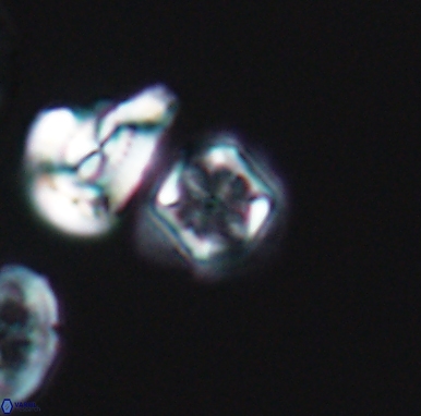 Corollithion kennedyi 12413