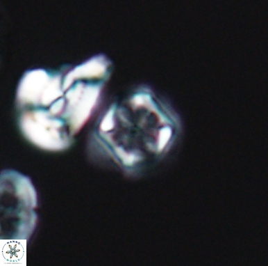 Corollithion kennedyi 12413