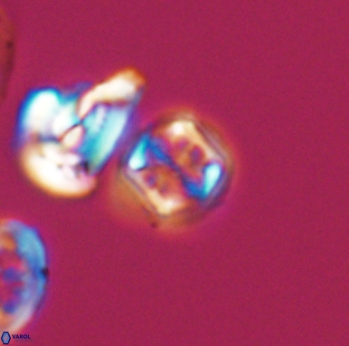 Corollithion kennedyi 12414